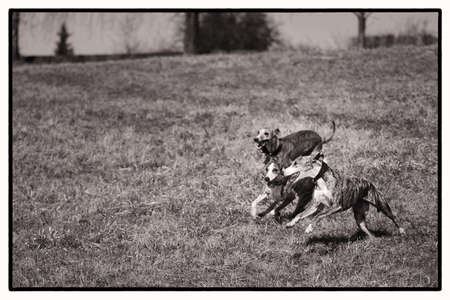 Dog running in the meadow black and white.