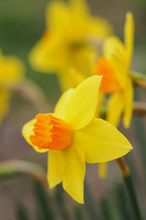 Yellow daffodil flower outside in the garden.の写真素材