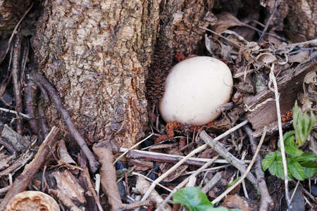 A bright egg lying by the trunk of a tree.