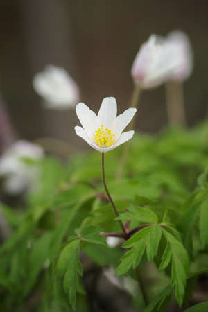 White anemone flower in nature.の写真素材