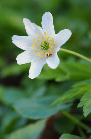 White anemone flower in nature.の写真素材