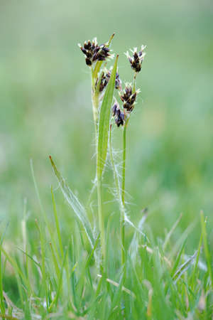 The flower of the bullfrog graces the grass.