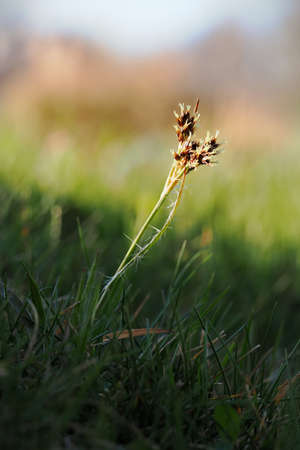 The flower of the bullfrog graces the grass.