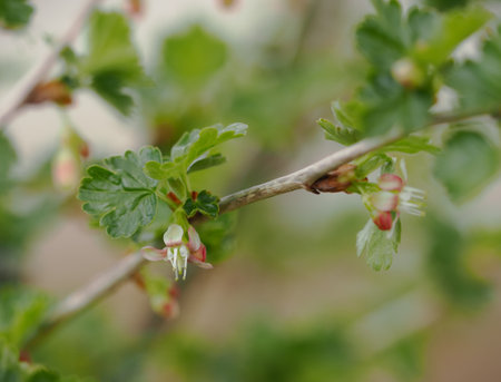Fresh gooseberry blossom on a twig with green leaves.の写真素材