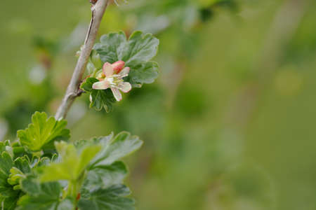 Fresh gooseberry blossom on a twig with green leaves.の写真素材