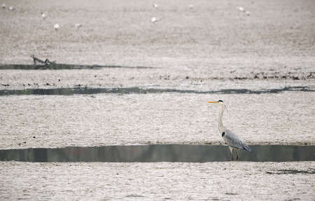 Ashen Egret at a small pool of water in a drained pond.の写真素材