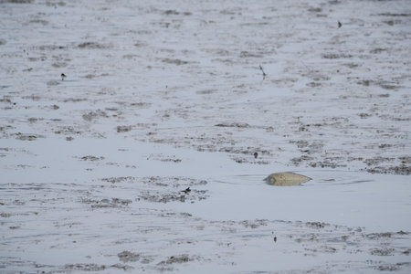 Carp in a small pool of water after draining the pond.の写真素材
