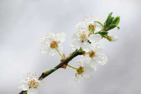 White plum blossoms with raindrops.の写真素材