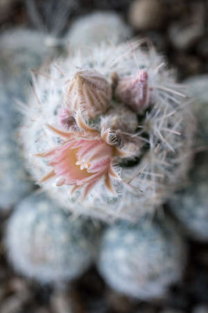 A white flower on a cactus.の写真素材