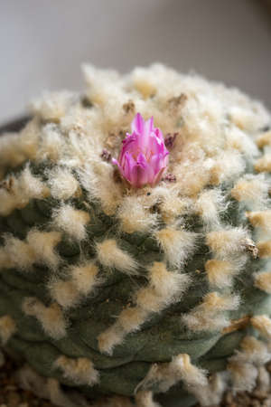 Purple flower on a cactus in detail.の写真素材