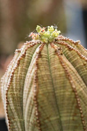 Green flowers on a cactus in detail.