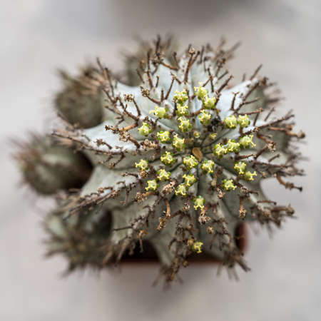 Green flowers on a cactus in detail.の写真素材