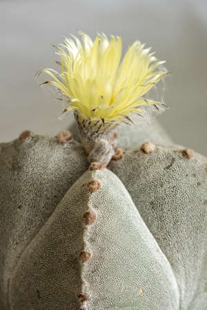 Yellow flowers on a cactus in detail.の写真素材