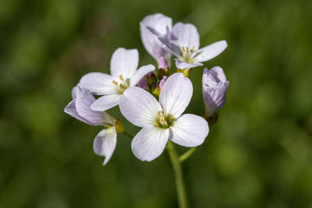 Watercress - detail of the delicacy of the flowers on the herb.の写真素材