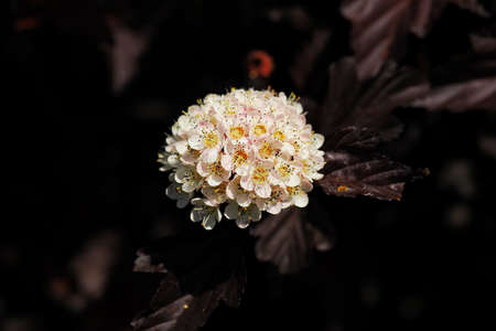 Ornamental shrub with white flowers in detail.