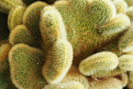 Close-up of a cactus in a pot.