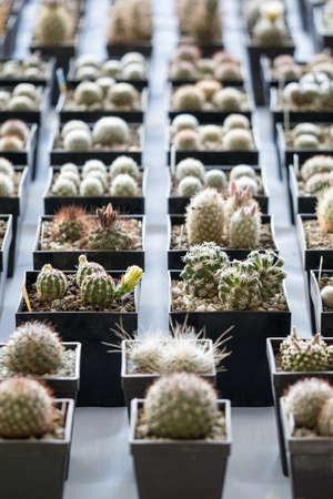 Close-up of a cactus in a pot.の写真素材