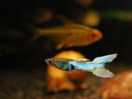 Detail of a blue peacock eye fish.の写真素材