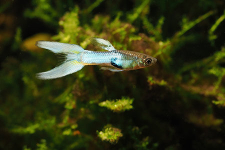 Detail of a blue peacock eye fish.の写真素材