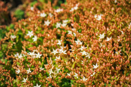 White small flowers of a rockery in detail.の写真素材