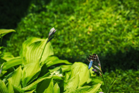 Dragonfly sitting on a flower with green background.の写真素材