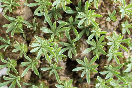 Detail of the leaf shape of a succulent plant.の写真素材