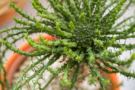 Succulent plant grown in a pot.の写真素材