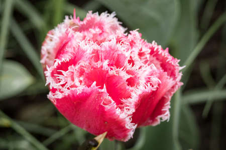 Ornamental pink tulip flower with white fringe on the edge.