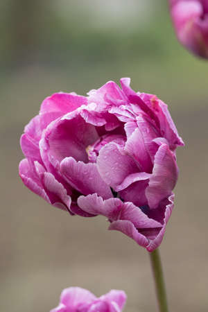 Purple tulip flower outdoors in nature.