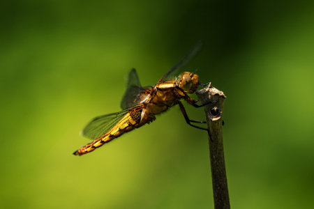 A female dragonfly flaps on top of a twig.の写真素材