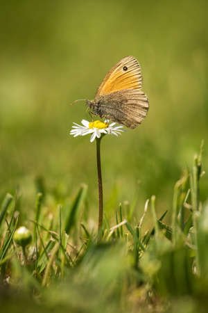 A butterfly perch outdoors in nature.