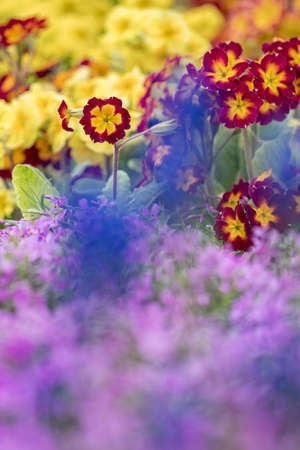 Ornamental blooming spring primrose flowers.の写真素材