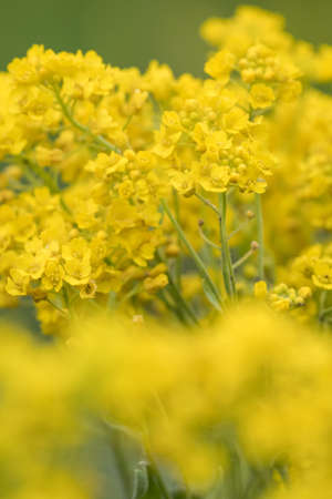 Yellow flowers of an ornamental plant in detail.の写真素材
