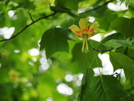 Detail of a lily flower on a tree.