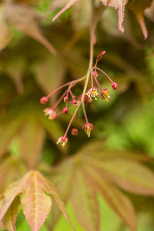 Ornamental maple flower on a tree.