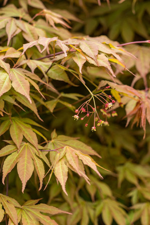 Ornamental maple flower on a tree.