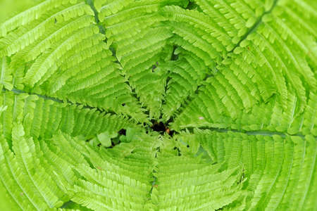 A view into the center of the fern.