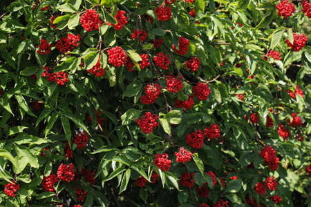 Red elderberry fruits on the tree.の写真素材