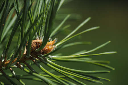 A drop of resin on a pine twig.の写真素材