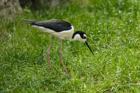 A bird with a long thin beak in the grass.
