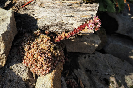 A plant of the roof thistle with flowers.の写真素材