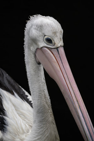 Detail of pelican head with water droplets on feathers.の写真素材