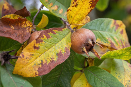 Loquat on a tree with autumn colors.