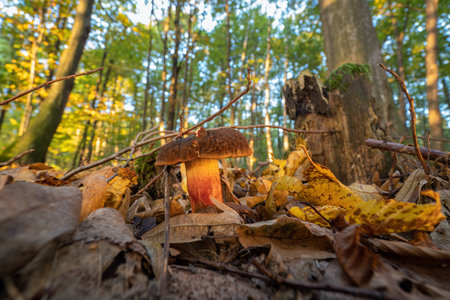 Edible mushroom in fallen hornbeam leaves.の写真素材