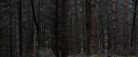 Tree trunks in a dense forest in autumn.