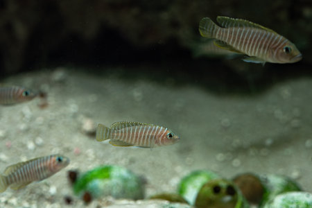 Striped fish in a shoal aquarium.の写真素材