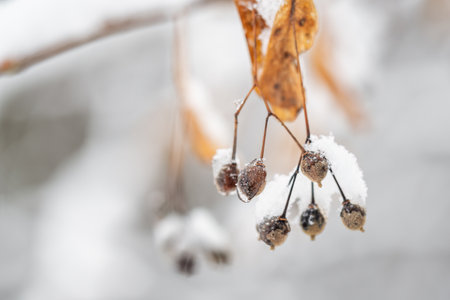 Snow on linden fruits on a twig.