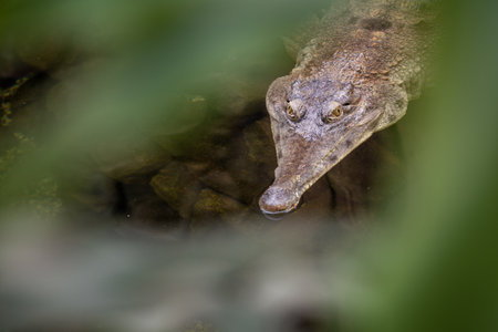 A scaly crocodile in the water.