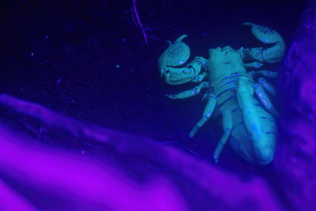 Scorpio illuminated by UV light.の写真素材