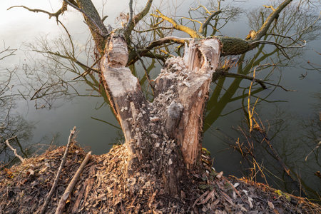 Bitten and fallen willow trunk by a beaver by the water.の写真素材